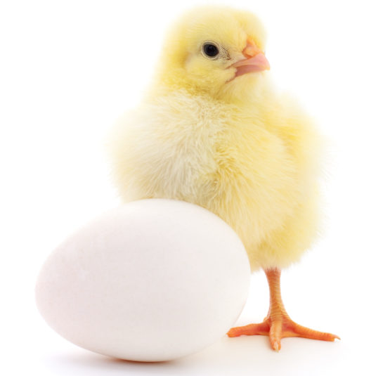 Chicken,And,Egg,Isolated,On,White,Background.